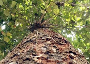 ചന്ദനം വളർത്താം, കോടീശ്വരനാകാം; വീട്ടുമുറ്റത്തെ ചന്ദനമരം ഇനി നിയമക്കുരുക്കാവില്ല…..