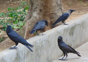 കാക്കകൾ കൂട്ടത്തോടെ ചത്തൊടുങ്ങുന്നു ; പക്ഷിപ്പനി പടരുന്നതായി റിപ്പോർട്ട് ; അതീവ ജാഗ്രതാനിർദ്ദേശം നൽകി തമിഴ്നാട് സർക്കാർ