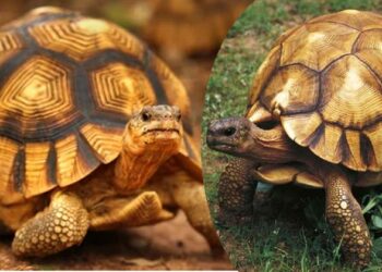 ലോകത്തിലെ ഏറ്റവും വിലപിടിപ്പുള്ള ജീവികളുടെ പട്ടികയിൽ ഈ പാവം ആമയുമുണ്ട്. എന്തുകൊണ്ടാണ് ഇവയ്ക്ക് ഇത്രയും വില? ഇതിന് പിന്നിലെ രഹസ്യം അറിയണ്ടേ?