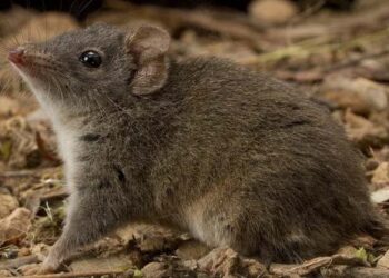 14 മണിക്കൂർ നീളുന്ന ഇണചേരലിനൊടുവിൽ അച്ഛന്റെ മരണം, ശവശരീരം ഭക്ഷിച്ച് അമ്മ;ഭൂലോകത്തെ വിചിത്ര ജീവിവർഗം