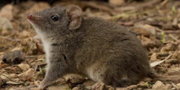 14 മണിക്കൂർ നീളുന്ന ഇണചേരലിനൊടുവിൽ അച്ഛന്റെ മരണം, ശവശരീരം ഭക്ഷിച്ച് അമ്മ;ഭൂലോകത്തെ വിചിത്ര ജീവിവർഗം