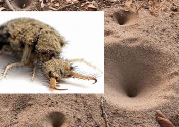 മലദ്വാരമില്ലാത്ത ജീവി! ‘കുഴിയാന’ഉറുമ്പ് ലോകത്തെ സിംഹം;നിങ്ങളുടെ മുറ്റത്തെ ഈ ചെറിയ കുഴി ഒരു മരണക്കെണിയാണ്….