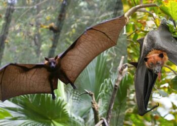 “മരിച്ചാലും താഴെ വീഴില്ല,പ്രസവിക്കുന്നതും തല തിരിഞ്ഞ്:ബാറ്റ്മാൻ മുതൽ നിപ്പ വരെ! വവ്വാലുകളുടെ യഥാർത്ഥ മുഖം