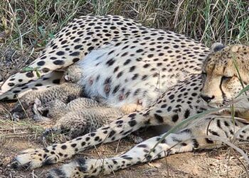 അതിരുകൾ കടന്നെത്തിയ മാതൃത്വം: അതിജീവനത്തിന്റെ പുതിയ ചരിത്രമെഴുതി ദക്ഷിണാഫ്രിക്കൻ ചീറ്റ