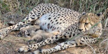 അതിരുകൾ കടന്നെത്തിയ മാതൃത്വം: അതിജീവനത്തിന്റെ പുതിയ ചരിത്രമെഴുതി ദക്ഷിണാഫ്രിക്കൻ ചീറ്റ