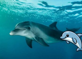 പകുതി തലച്ചോറ് ഉറക്കി ബാക്കി പകുതി ഉണർന്നിരിക്കുന്ന ജീവി! ഡോൾഫിനുകളുടെ അതിശയിപ്പിക്കുന്ന രഹസ്യങ്ങൾ