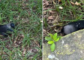 ചെന്നൈയിൽ പക്ഷിപ്പനി സ്ഥിരീകരിച്ചു; നൂറുകണക്കിന് കാക്കകൾ ചത്തു വീഴുന്നു, കനത്ത ജാഗ്രത! മനുഷ്യരിലേക്ക് പകരുമോ?