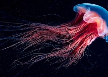 ആഴക്കടലിലെ മരണമില്ലാത്ത സുന്ദരി;തലച്ചോറുമില്ല,ഹൃദയവുമില്ല|”ഡൈനോസറുകൾക്കും മുൻപേ ഭൂമിയിൽ പിറന്നവർ