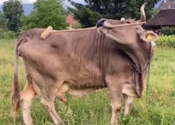 മദ്ധ്യപ്രദേശിൽ പശുവിനെ പ്രകൃതിവിരുദ്ധ പീഡനത്തിനിരയാക്കി;  പ്രതി പിടിയിൽ