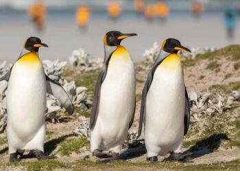 കടലിലെ വിമാനങ്ങൾ;മുട്ട വിരിയിക്കാൻ പട്ടിണി കിടക്കുന്ന അച്ഛൻമാർ;ചിറകുണ്ടായിട്ടും പറക്കാത്ത പെൻഗ്വിനുകൾ