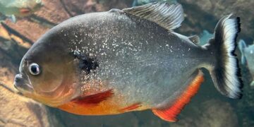 മനുഷ്യനെ തിന്നുന്ന മീനുകളോ? പിരാനകളെ കുറിച്ച് നിങ്ങൾ ഇതുവരെ കേൾക്കാത്ത ഞെട്ടിക്കുന്ന കാര്യങ്ങൾ