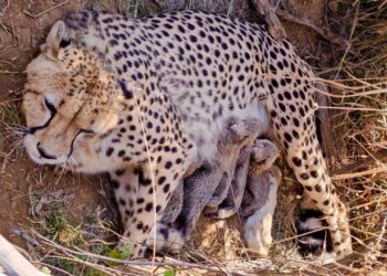 കുനോ ദേശീയോദ്യാനത്തിൽ 5 കുഞ്ഞുങ്ങൾക്ക് ജന്മം നൽകി നമീബിയൻ ചീറ്റ ; ഇന്ത്യയിൽ ചീറ്റകളുടെ എണ്ണം 53 ആയി