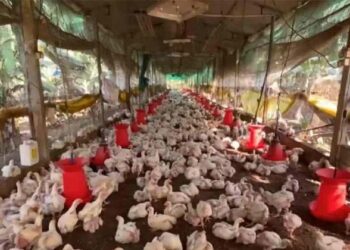 കോഴിക്കോട് പക്ഷിപ്പനി ഭീതിയിൽ; 14,000 പക്ഷികളെ കൊന്നൊടുക്കാൻ ദ്രുതകർമസേന, അതീവ ജാഗ്രതാ നിർദ്ദേശം!