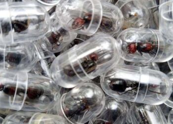 പെട്ടി തുറന്നപ്പോൾ പുറത്തേക്ക് ഇരച്ചെത്തിയത് ആയിരക്കണക്കിന് ഉറുമ്പുകൾ; മധുരം തിന്നാൻ വന്നതല്ല, നൈറോബി വിമാനത്താവളത്തിൽ ചൈനീസ് സ്വദേശി പിടിയിൽ