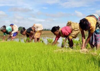 അരി ഇനി വെറും അന്നജമല്ല, ഗുണങ്ങളാൽ സമ്പന്നം; പരീക്ഷണശാലയിൽ നിന്ന് തീൻമേശയിലേക്ക് ‘ഡിസൈനർ റൈസ്’; വരുന്നത് വിപ്ലവകരമായ മാറ്റങ്ങൾ!