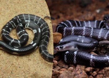 ഉറുമ്പുകടിച്ച വേദനപോലുമില്ല മുറിവുപോലും കാണില്ല: ശംഖുവരയൻ എന്ന ‘നിശബ്ദ കൊലയാളി’