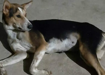 മരണത്തിന്റെ മുന്നിൽ കുഞ്ഞുങ്ങൾക്കായി അവൾ നിലയുറപ്പിച്ചു, തെരുവ് നായയിൽ നിന്ന് ഗ്രാമത്തിന്റെ രക്ഷകയിലേക്ക്; കാളിക്ക് കണ്ണീരോടെ വിട