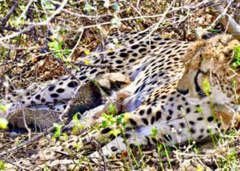 ‘പ്രോജക്ട് ചീറ്റ’ വൻ വിജയത്തിലേക്ക് ; 4 കുഞ്ഞുങ്ങൾക്ക് ജന്മം നൽകി ഇന്ത്യയിൽ ജനിച്ച ‘ഗാമിനി’ ; ആകെ ചീറ്റകളുടെ എണ്ണം 57 ആയി