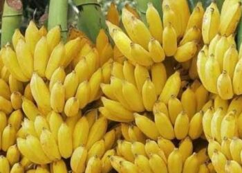  താക്കോൽ വിഴുങ്ങി ആത്മഹത്യയ്ക്ക് ശ്രമിച്ച് പോക്‌സോ കേസ്  പ്രതി; 10 കിലോ പഴം കഴിപ്പിച്ച് പുറത്തെടുത്ത് പോലീസ്