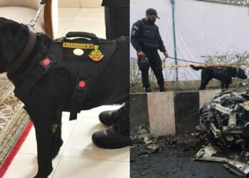 ചെങ്കോട്ട ഭീകരാക്രമണ സ്ഥലത്തുനിന്നും സ്‌ഫോടകവസ്തുക്കൾ കണ്ടെത്തി; കരസേനയുടെ ഉന്നത ബഹുമതി സ്വന്തമാക്കി എൻഎസ്ജിയുടെ വീരനായകൻ ‘ഡോണി’