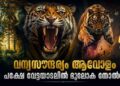 വന്യസൗന്ദര്യം ആവോളം;പക്ഷേ വേട്ടയാടലിൽ ഭൂലോക തോൽവി;കടുവ…