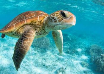 ദിനോസറുകളുടെ ക്ലാസ്മേറ്റ്|ജനിച്ചത് ആണോ പെണ്ണോ എന്ന് തീരുമാനിക്കുന്നത് സൂര്യന്റെ ചൂട്|ആമകളുടെ അത്ഭുതലോകം