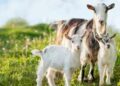ഇന്റർനെറ്റിലെ GOAT അല്ല,മനുഷ്യൻ കാട്ടിൽ നിന്ന് കൂട്ടിക്കൊണ്ടുവന്ന ആദ്യത്തെ ജീവി; ആട്