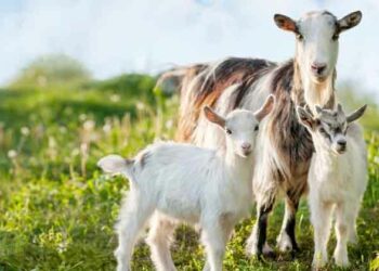 ഇന്റർനെറ്റിലെ GOAT അല്ല,മനുഷ്യൻ കാട്ടിൽ നിന്ന് കൂട്ടിക്കൊണ്ടുവന്ന ആദ്യത്തെ ജീവി; ആട്
