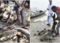 നേപ്പാൾ പ്രളയത്തിന് പിന്നാലെ ബിഹാറിൽ ‘രാക്ഷസ’ മത്സ്യങ്ങൾ;കഴിക്കരുതെന്ന് സർക്കാർ മുന്നറിയിപ്പ്